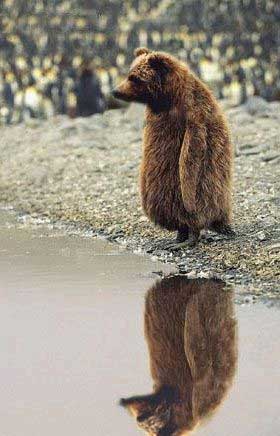 bearpenguin.jpg